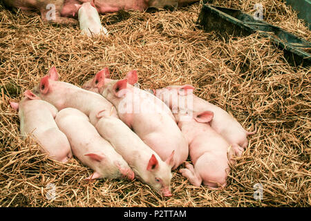 Les porcs étant affichée par l'investiture et examiné par des juges à Cheshire Show 2013 à Cheshire showground Tabley Cheshire UK Banque D'Images