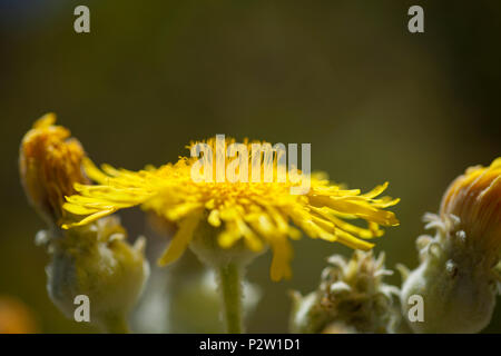 La flore de Gran Canaria - Sonchus acaulis, endémique à l'hôtel, central de Tenerife et Gran Canaria Banque D'Images