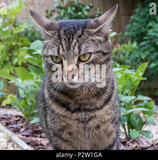 Chat tigré, chat bengal, head shot, tête et épaules, en extérieur dans un jardin, Banque D'Images