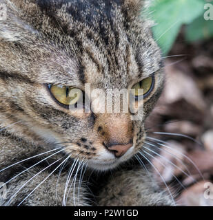 Chat tigré, chat bengal, head shot, tête et épaules, en extérieur dans un jardin, Banque D'Images