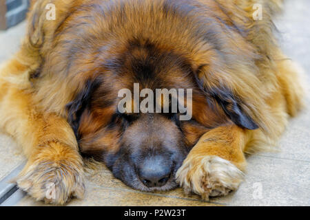 Chien de Leonberg à la caméra. en close up. Banque D'Images