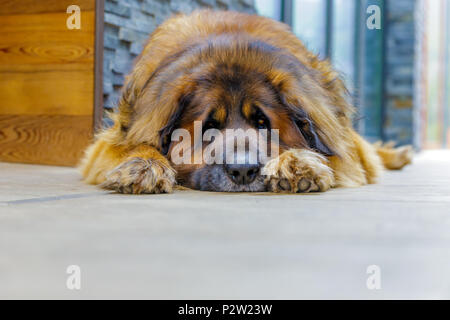 Chien de Leonberg à la caméra. en close up. Banque D'Images