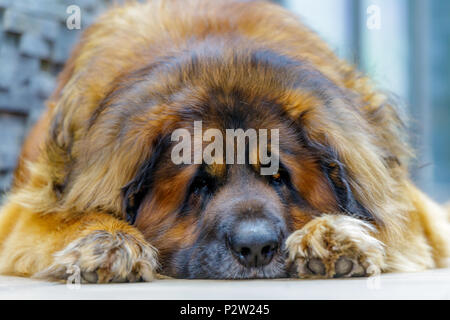 Chien de Leonberg à la caméra. en close up. Banque D'Images