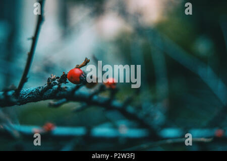 Close-up de petits fruits rouges de Berberis thunbergii sur une branche sans feuilles à l'automne Banque D'Images