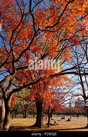 Les feuilles d'automne, Parc Yoyogi, Shibuya, Tokyo, Japon Banque D'Images