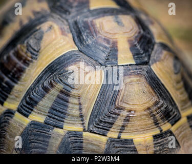 Détails de la coquille de la tortue (Testudo hermanni boettgeri) Banque D'Images