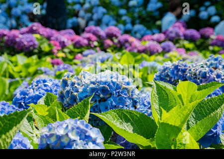 Super belle blossom de Hydrangea macrophylla à Zhuzihu, Taipei, Taiwan Banque D'Images