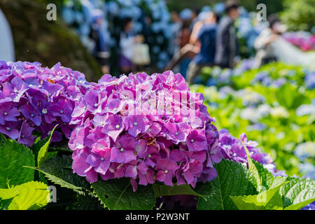 Super belle blossom de Hydrangea macrophylla à Zhuzihu, Taipei, Taiwan Banque D'Images