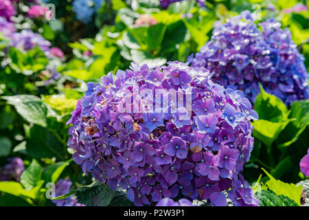 Super belle blossom de Hydrangea macrophylla à Zhuzihu, Taipei, Taiwan Banque D'Images