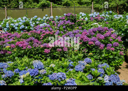 Super belle blossom de Hydrangea macrophylla à Zhuzihu, Taipei, Taiwan Banque D'Images