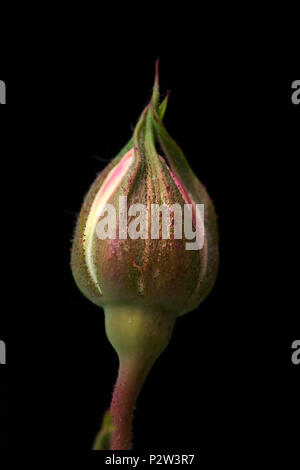 Rosebud unique d'un blanc rose rose isolé sur fond noir Banque D'Images
