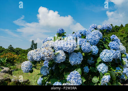 Super belle blossom de Hydrangea macrophylla à Zhuzihu, Taipei, Taiwan Banque D'Images