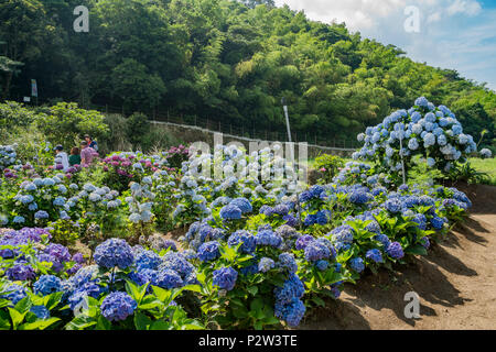 Super belle blossom de Hydrangea macrophylla à Zhuzihu, Taipei, Taiwan Banque D'Images