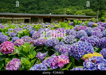 Super belle blossom de Hydrangea macrophylla à Zhuzihu, Taipei, Taiwan Banque D'Images