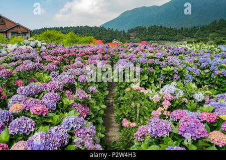 Super belle blossom de Hydrangea macrophylla à Zhuzihu, Taipei, Taiwan Banque D'Images