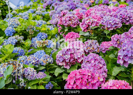 Super belle blossom de Hydrangea macrophylla à Zhuzihu, Taipei, Taiwan Banque D'Images