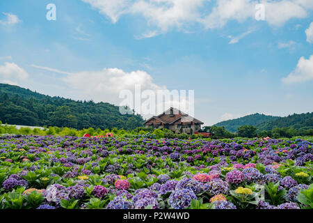 Super belle blossom de Hydrangea macrophylla à Zhuzihu, Taipei, Taiwan Banque D'Images