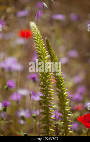 La flore de Gran Canaria - ombilic heylandianus Banque D'Images