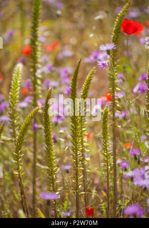 La flore de Gran Canaria - grand pic de floraison ombilic heylandianus Banque D'Images