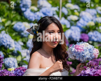 Taipei, 4 juin : Belle robe femme en blanc debout dans Hydrangea macrophylla blossom le 4 juin 2018 à Taipei, Taïwan Banque D'Images