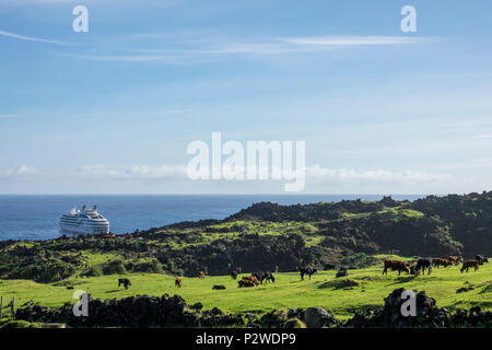 Vaches qui paissent dans les enclos avec Le Lyrial en arrière-plan à Tristan da Cunha, Territoires britanniques d'outre-mer, océan Atlantique Sud Banque D'Images