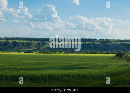 Sur un fond de ciel bleu avec des nuages blancs sur l'horizon très une colline avec des ravins et en face d'elle un champ de blé vert l'été journée ensoleillée Banque D'Images
