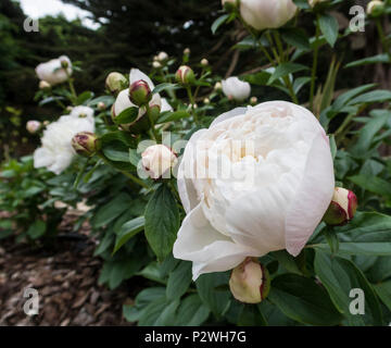 Très parfumé blanc et parfumé pivoine Duchesse de Nemours Banque D'Images