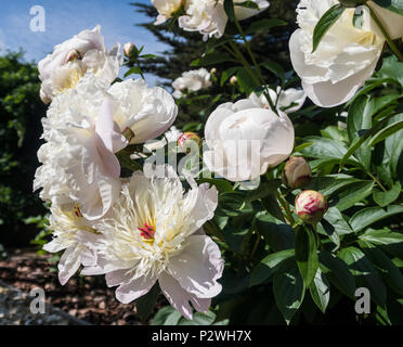 Très parfumé blanc et parfumé pivoine Duchesse de Nemours Banque D'Images