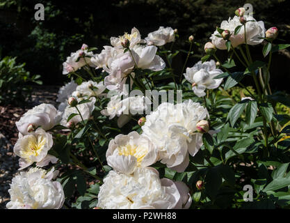 Très parfumé blanc et parfumé pivoine Duchesse de Nemours Banque D'Images