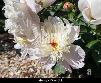 Très parfumé blanc et parfumé pivoine Duchesse de Nemours Banque D'Images