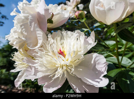 Très parfumé blanc et parfumé pivoine Duchesse de Nemours Banque D'Images