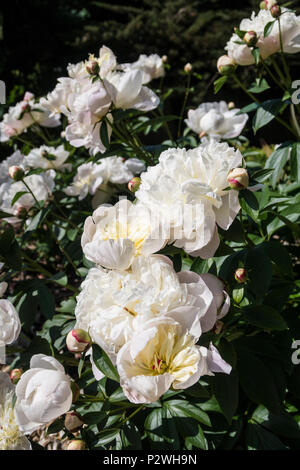 Très parfumé blanc et parfumé pivoine Duchesse de Nemours Banque D'Images