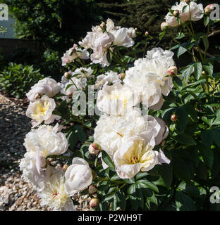 Très parfumé blanc et parfumé pivoine Duchesse de Nemours Banque D'Images