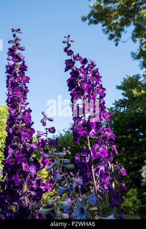 Hauts clochers de Black Knight (Delphinium pacific giant hybride) en pleine floraison dans un jardin Devon Banque D'Images