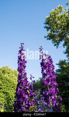 Hauts clochers de Black Knight (Delphinium pacific giant hybride) en pleine floraison dans un jardin Devon Banque D'Images