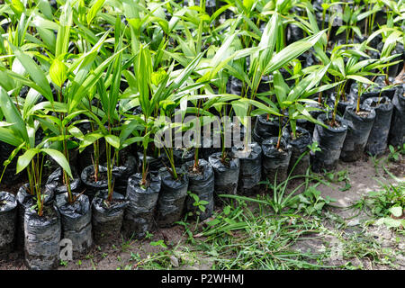 Petits palmiers poussent amazonienne à une pépinière dans la forêt amazonienne. Banque D'Images