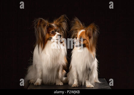 Deux chiens de race papillon sur fond noir. Couple de chiens Banque D'Images