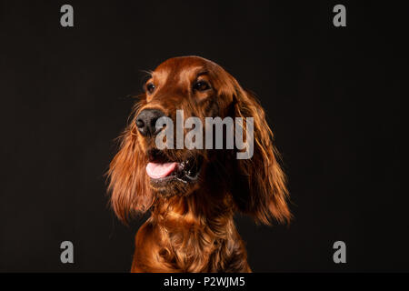 Portrait de chiot Setter Irlandais sur fond noir Banque D'Images