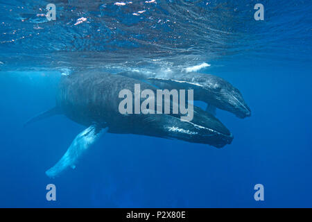 Les baleines à bosse (Megaptera novaeangliae), la mère et son veau, Silverbanks, République Dominicaine Banque D'Images