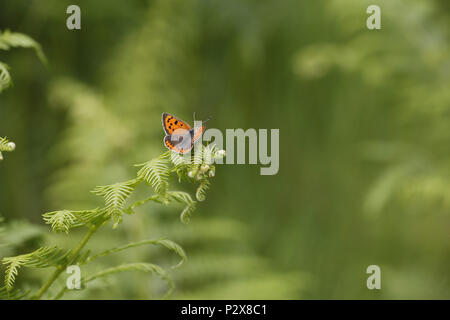 Petit papillon Lycaena phlaeas, Cuivre Banque D'Images