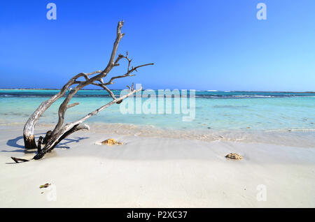 Baby Beach Aruba seascape avec dérive Banque D'Images