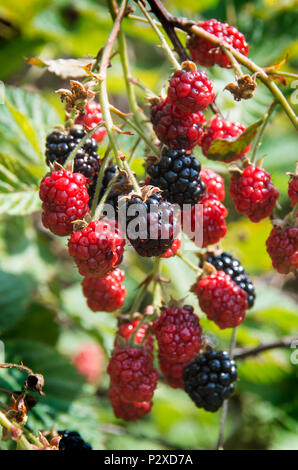 Les mûres accroché sur la maturation de la vigne dans le soleil de l'été Banque D'Images