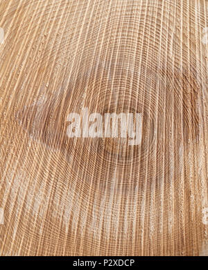 La texture d'un tronc d'arbre scié Banque D'Images