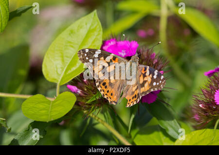 Plainted lady butterfly se nourrissant de fleurs stock UK Cotswolds Banque D'Images