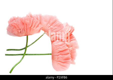 Fleurs de pavot délicate rose isolé sur fond blanc. Macro. Un symbole de sommeil, l'oubli et de l'imagination. Fleur nationale de l'Ukraine. Banque D'Images
