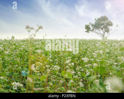 Beau paysage de grand champ de sarrasin Le sarrasin blanc fleurs en fleur et d'un seul arbre sur la terre ferme. Banque D'Images