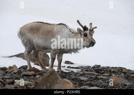 La Norvège, Svalbard, Aptisbergen Honsund Isbjornhamna,,. Renne du Svalbard (Rangifer tarandus platyrhynchus) Banque D'Images