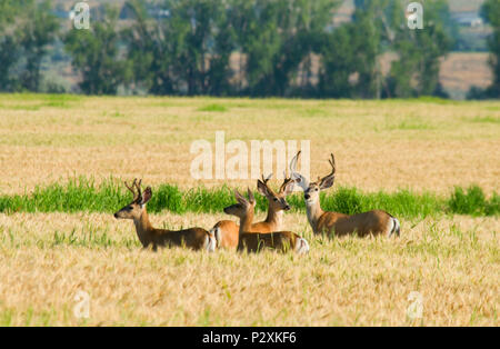 Deer in wheatfield, Umatilla National Wildlife Refuge, Oregon Banque D'Images