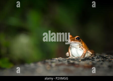 Une fusée à rayures se trouve sur le sentier de la grenouille à Kuranda, Queensland's popular Jumrum Creek Conservation Park après la tombée de la nuit. Banque D'Images