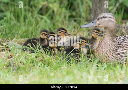 Female mallard (Anas platyrhynchos) avec une couvée de canetons Banque D'Images
